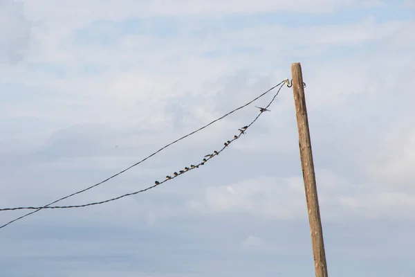 Vögel Auf Dem Kabel Und Bewölkten Himmel Hintergrund Fliegen — Stockfoto