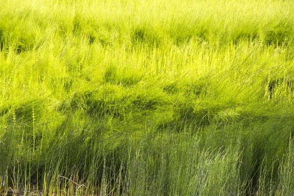 湿地植物の背景 緑の自然背景 水の植物 グルジアの自然 — ストック写真