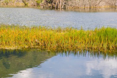 Bataklık manzarası, doğa geçmişi, Gürcistan 'da gidilecek yer. Vuruş ve bataklık.