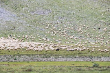 Vadideki koyunlar ve keçiler. Evcil hayvan hayatı. Dağlarda bir çiftlik. Büyük bir koyun sürüsü.
