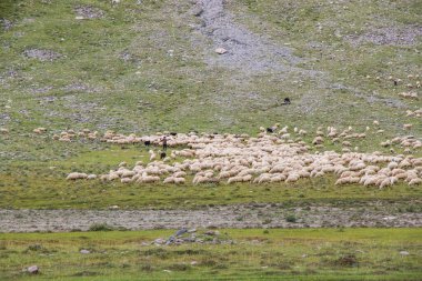 Vadideki koyunlar ve keçiler. Evcil hayvan hayatı. Dağlarda bir çiftlik. Büyük bir koyun sürüsü.