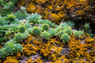 Sulu yakın çekim ve makro, yeşil, sarı ve mor renk.