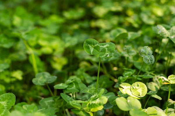 Clover field view, grass and greenery