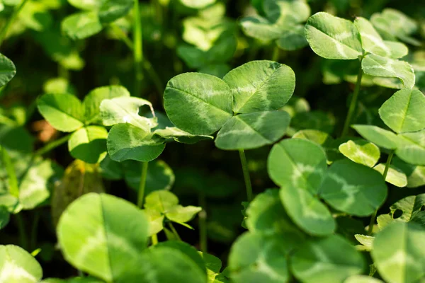 Clover field view, grass and greenery