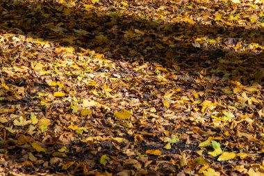 Ormanda renkli sonbahar ve sonbahar sahneleri
