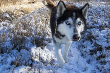 Kış ve kar yağışlı köpek portresi