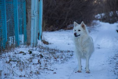 Kışın karda köpek portresi