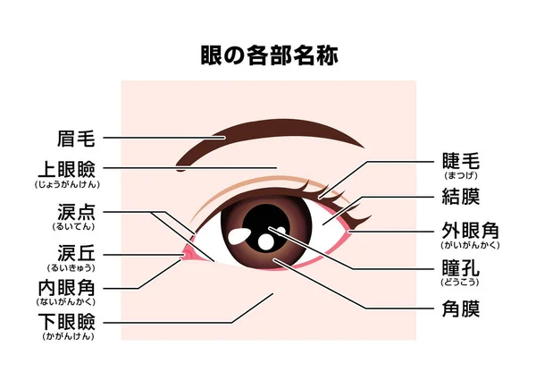 Structure Human Eye Names Parts Vector Illustration Japanese — Stock Vector