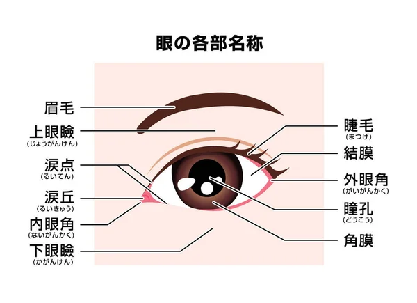 Structuur Van Het Menselijk Oog Namen Van Delen Vectorillustratie Japans — Stockvector