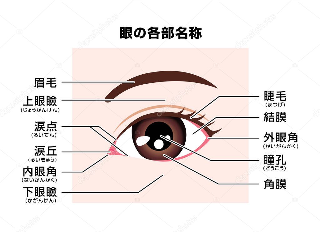 Structure of human eye  ( names of parts )  vector illustration / Japanese