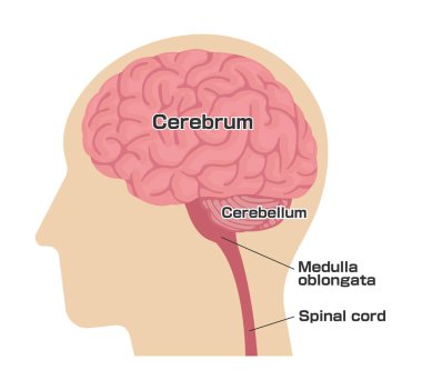 İnsan kafası anatomisi yapısının vektör illüstrasyonu