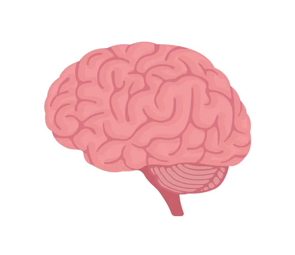 Vector Illustration Human Brain — Stock Vector