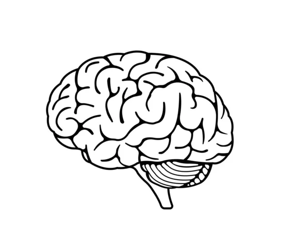 Εικονογράφηση Διάνυσμα Του Ανθρώπινου Εγκεφάλου — Διανυσματικό Αρχείο