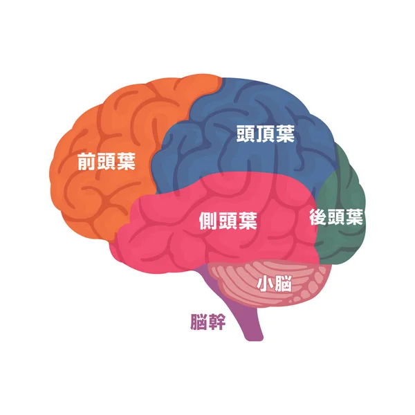 Ilustración Vectorial Estructura Anatomía Del Cerebro Humano Japonés — Vector de stock