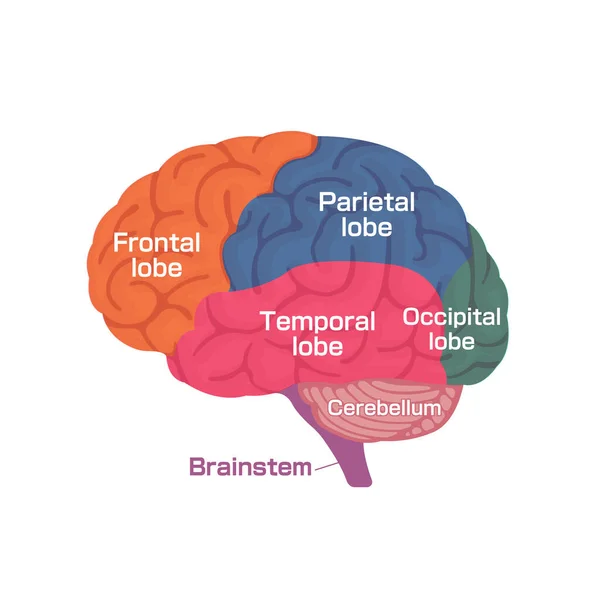 Illustration Vectorielle Structure Anatomique Cerveau Humain — Image vectorielle