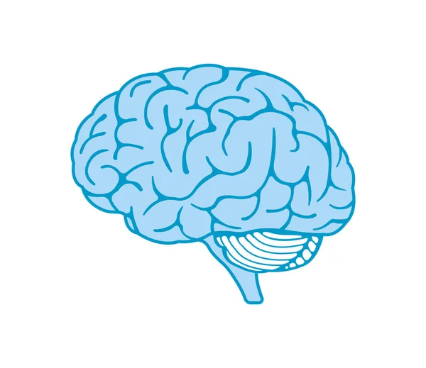 Ilustración Vectorial Del Cerebro Humano — Vector de stock