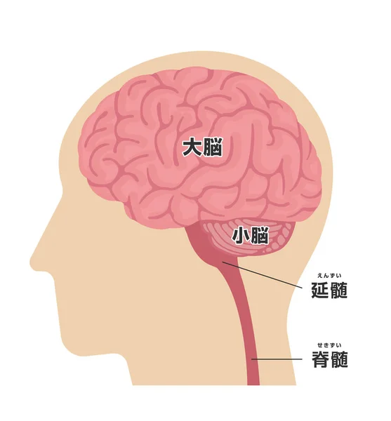 Εικονογράφηση Διάνυσμα Της Ανθρώπινης Δομής Ανατομία Κεφάλι Ιαπωνικά — Διανυσματικό Αρχείο
