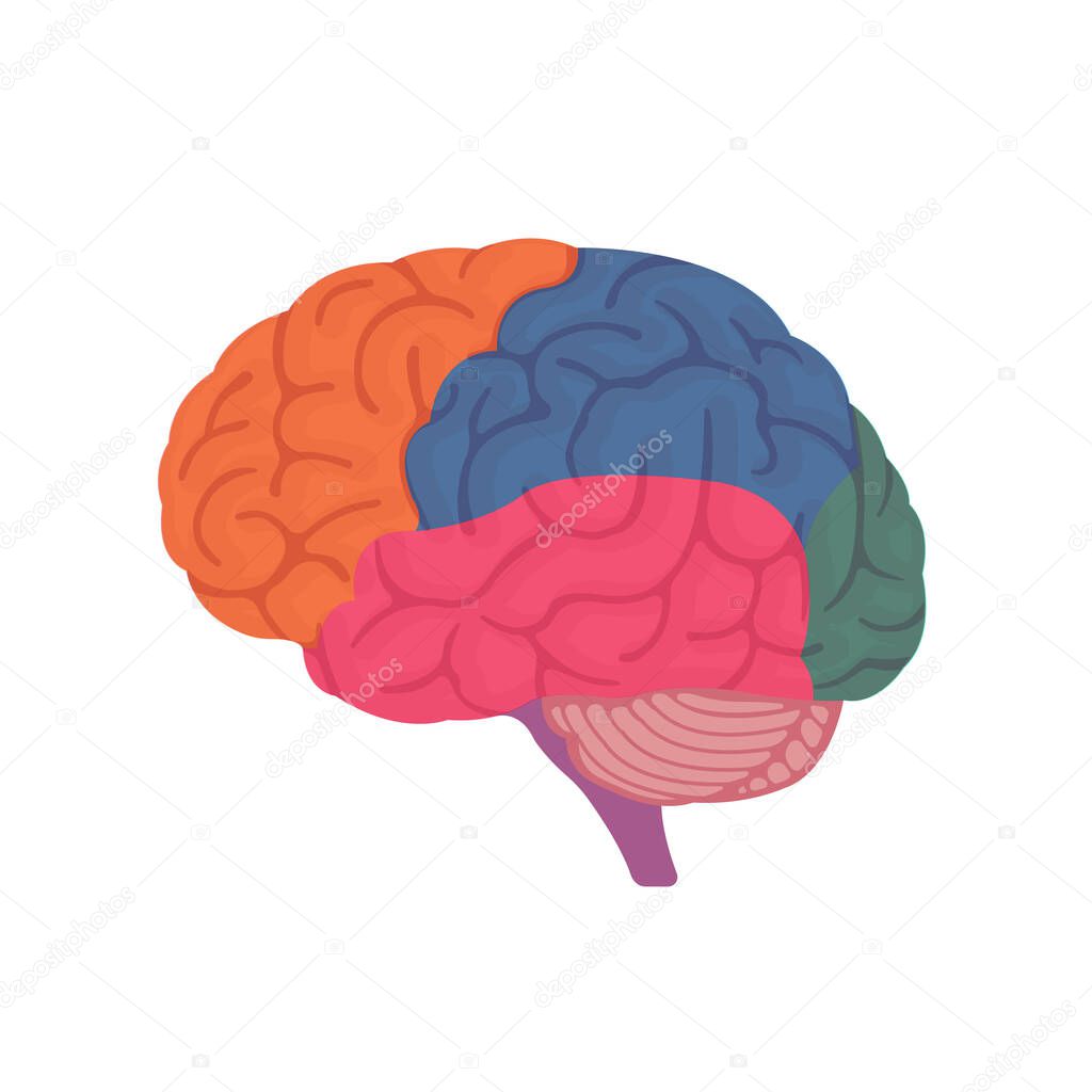 Vector illustration of human brain anatomy structure ( no text )