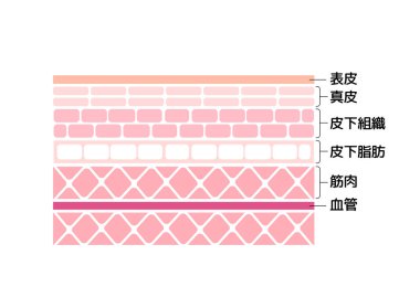 İnsan deri vektör illüstrasyonunun katmanı (üst deriden kas yapısına kadar) (Japonca: