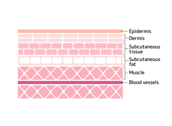 Illustration Vectorielle Couche Peau Humaine Épiderme Muscle — Image vectorielle