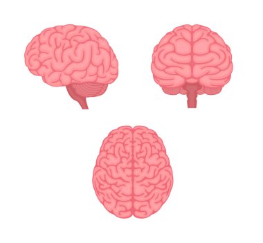 Vector illustration of human brain ( 3 angles set )