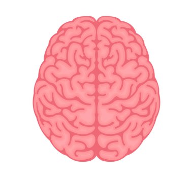 Vector illustration of human brain ( View from above 