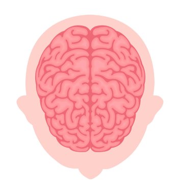 Vector illustration of human brain ( View from above 