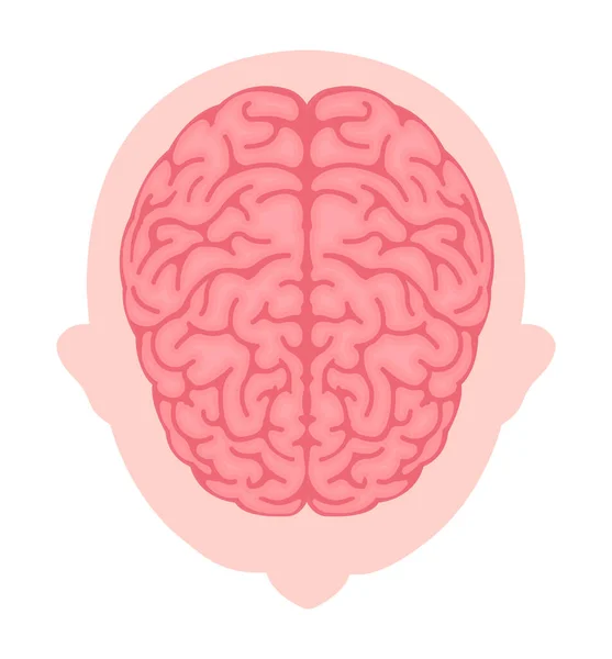 Vector Illustration Human Brain View — Image vectorielle