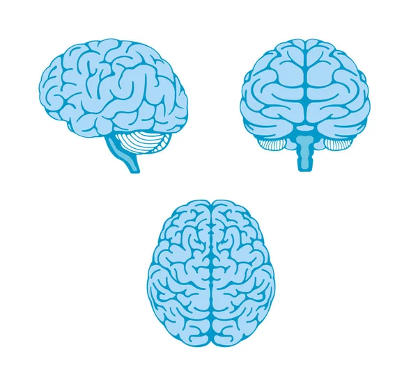 Vector Illustration Human Brain Angles Set — Stock Vector