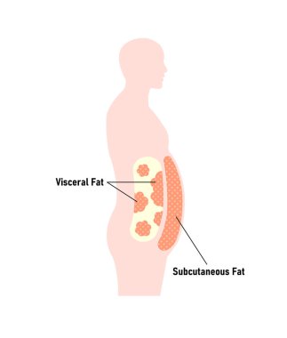 İçsel yağ ve deri altı yağlarının insan silueti çizimi