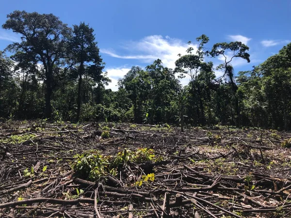 Дрі Landscape Deforestation Area — стокове фото
