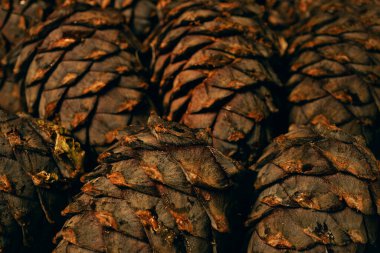 Reçinde arka plan ya da doku olarak bir sürü sedir konisi var.