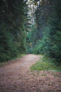 Ağaçların arasında güzel orman yolu