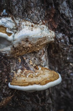 Ağaçta büyüyen bir mantar.