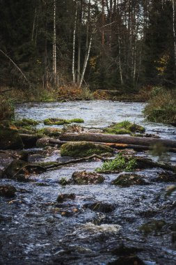 Sonbahar karaçam ormanında nehir ormanı yolu