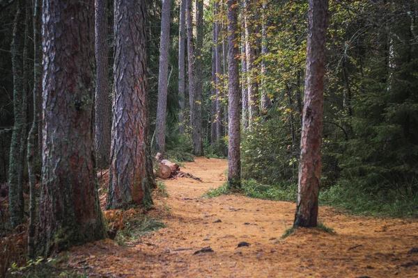 秋の森の小道 カラマツ林 — ストック写真