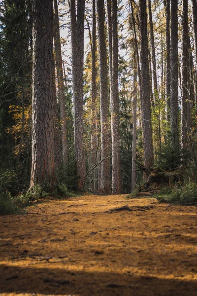 Forest Trail Autumn Larch Forest — Stock Photo, Image