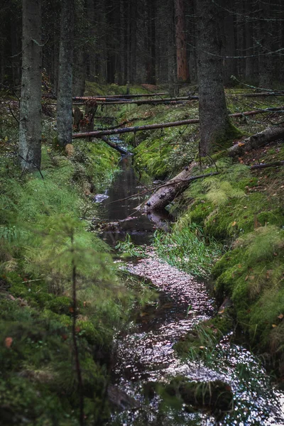 緑の森の中を流れる小川 — ストック写真