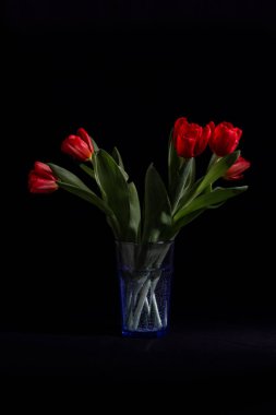 Siyah arka planda kırmızı laleler.