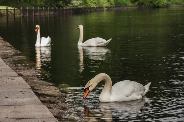 Tres Cisnes Blancos Nadan Lago —  Fotos de Stock