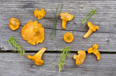 Çiğ taze mantar (Cantharellus cibarius) gri ahşap masa arka planında. Yaban organik mantarlar. Üst manzara, düz uzanma