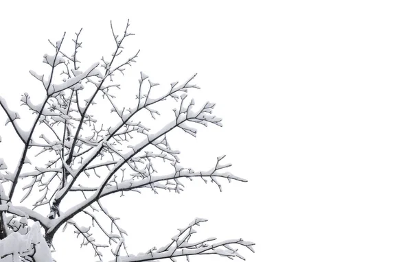 Twigs Boom Bedekt Sneeuw Een Witte Achtergrond Met Ruimte Voor — Stockfoto