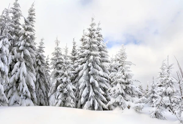 Paisaje Invernal Bosque Abeto Nieve —  Fotos de Stock