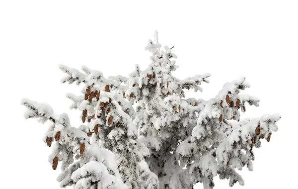 Árbol Navidad Abeto Con Conos Cubiertos Nieve Sobre Fondo Blanco — Foto de Stock