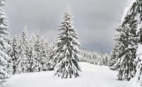 Paisaje Invernal Bosque Abeto Nieve Antes Las Nevadas Montañas Cárpatas —  Fotos de Stock