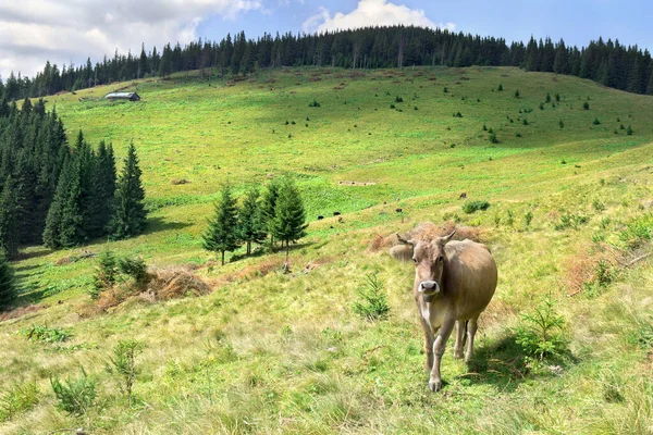 Beautiful cow on meadow in mountains on background of blue cloudy sky. Carpathian mountains