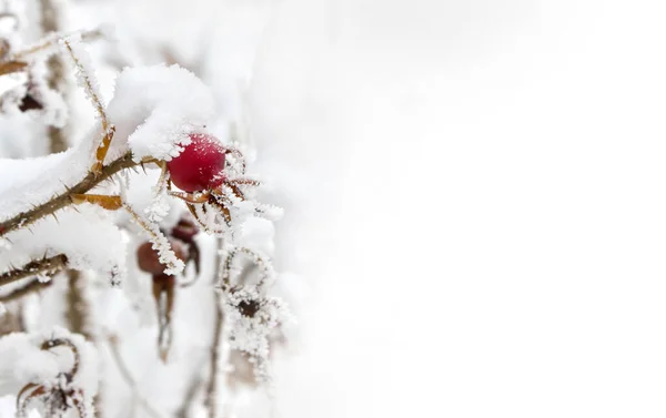 Gałęzie Czerwonymi Owocami Psia Róża Briar Rosa Rubiginosa Różane Biodra — Zdjęcie stockowe