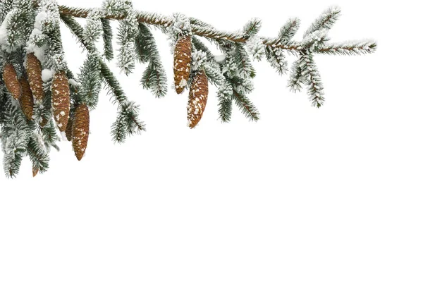 Ветки Рождественской Елки Ели Конусами Покрытые Инеем Снегом Белом Фоне — стоковое фото
