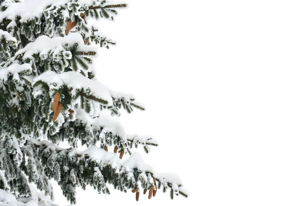 Ramitas Árbol Navidad Abeto Con Conos Cubiertos Escarcha Nieve Sobre — Foto de Stock