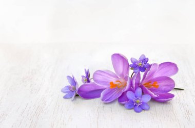 Beyaz ahşap bir masa üzerinde (Crocus vernus) ve mavi çiçek hepatikası (karaciğer yaprağı veya karaciğer otu) ve metin için arkaplanı açık olan açık arkaplan üzerinde